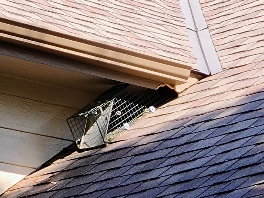 A wire cage trap fitted over an opening where a roof meets the siding.