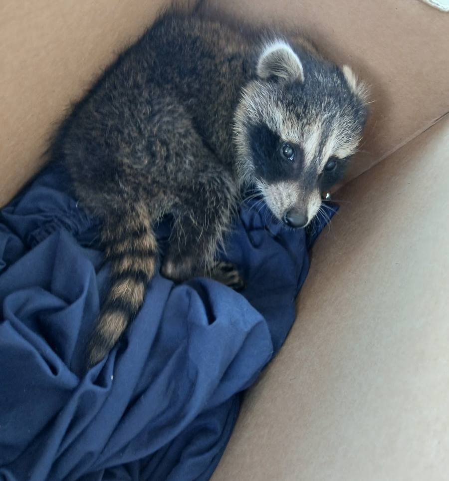 A young raccoon with a ringed tail curled up on blue cloth inside a cardboard box.