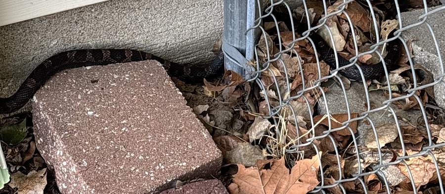 A snake lying in dead leaves between a brick and a chain-link fence at the base of a house.